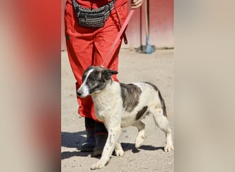 Rodolfo, vorsichtig, gut sozialisiert, freundlich