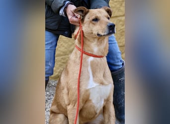 Huesos, lernwillig, dem Menschen zugetan, offen