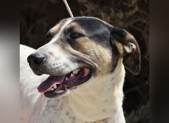 ntonella, sehr sozial, möchte gefallen, aufgeschlossen