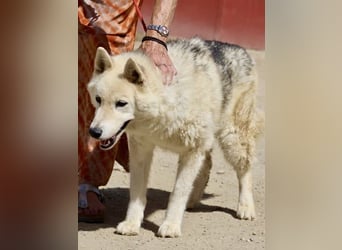 Afri, klug, menschenbezogen und sportlich