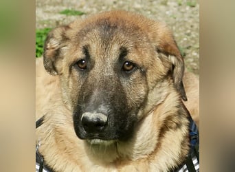 Afrodita - freundlich, zutraulich und lernwillig