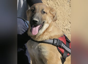 Dionisio - neugierig, zutraulich und lernwillig