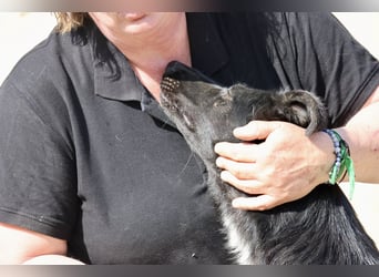 Gia - lässt sich gerne anfassen, freundlich und aufmerksam