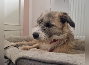 Dixy - lernwillig und leinenführig - BEREITS IN DEUTSCHLAND