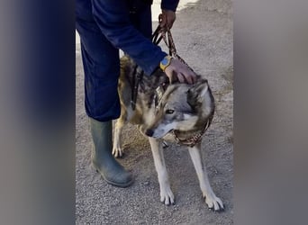 Loba, bewegunsgfreudig, klug, offen