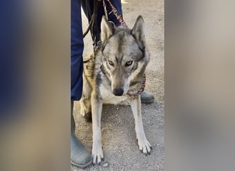 Loba, bewegunsgfreudig, klug, offen
