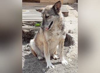 Sirius - ruhig und freundlich