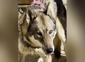 Loba, bewegunsgfreudig, klug, offen