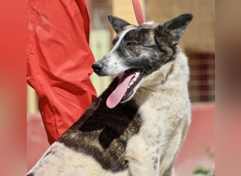 Rodolfo, vorsichtig, gut sozialisiert, freundlich