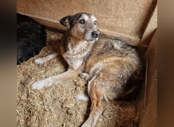 Sirius - ruhig und freundlich