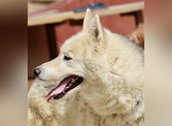 Afri, klug, menschenbezogen und sportlich