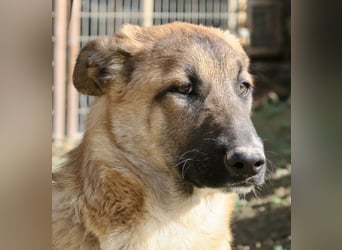 Afrodita - freundlich, zutraulich und lernwillig