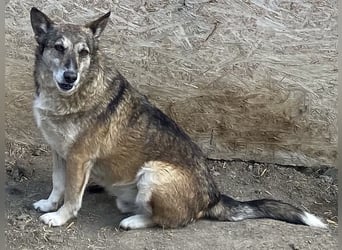 Sirius - ruhig und freundlich