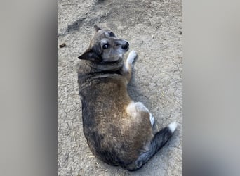 Sirius - ruhig und freundlich