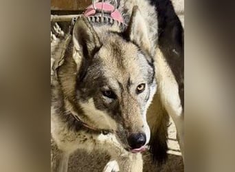 Loba - zutraulich, lernwillig und aufmerksam