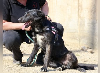 Gia - lässt sich gerne anfassen, freundlich und aufmerksam