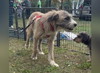 Dixy - lernwillig und leinenführig - BEREITS IN DEUTSCHLAND