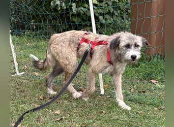 Dixy - lernwillig und leinenführig - BEREITS IN DEUTSCHLAND