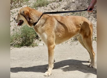 Pancho, menschenbezogen, aufgeweckt, freundlich