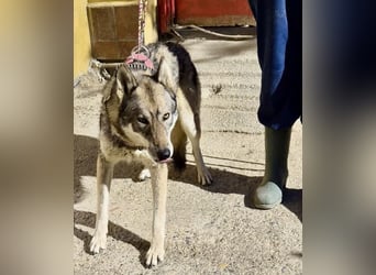 Loba, bewegunsgfreudig, klug, offen