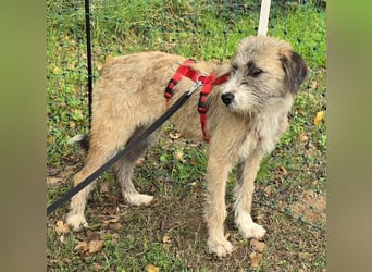 Dixy - lernwillig und leinenführig - BEREITS IN DEUTSCHLAND