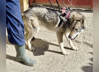 Loba, bewegunsgfreudig, klug, offen