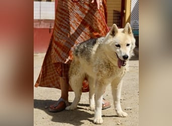 Afri, klug, menschenbezogen und sportlich