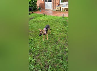 Leilli, aktive Junghündin sucht passenden Wirkungskreis
