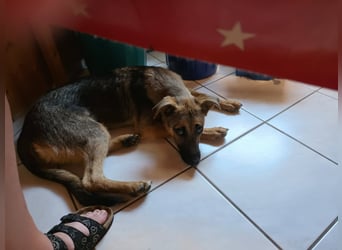 Leilli, aktive Junghündin sucht passenden Wirkungskreis