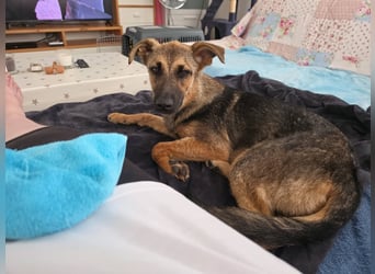 Leilli, aktive Junghündin sucht passenden Wirkungskreis