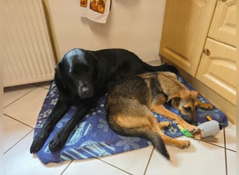 Leilli, aktive Junghündin sucht passenden Wirkungskreis
