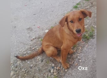 Oxa, die hübsche Rote mit tollem Charakter