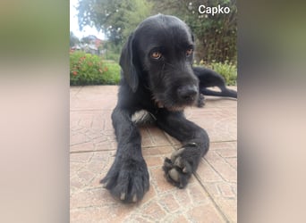 Capko – schwarz, hübsch und einfach nur toll………….