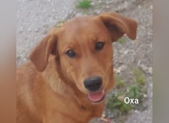 Oxa, die hübsche Rote mit tollem Charakter