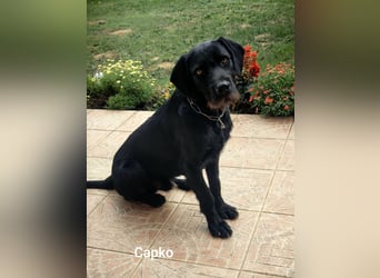 Capko – schwarz, hübsch und einfach nur toll………….