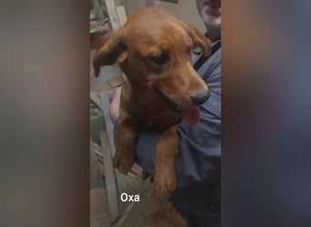 Oxa, die hübsche Rote mit tollem Charakter