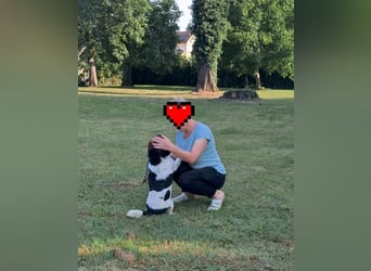 Joza, sein Besitzer ist tot und Joza obdachlos………..