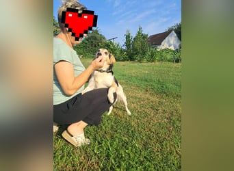 Joza, sein Besitzer ist tot und Joza obdachlos………..