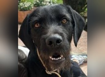 Capko – schwarz, hübsch und einfach nur toll………….