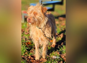 Der tolle Keks hat ggf. adelige Wurzeln........