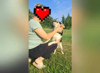 Joza, sein Besitzer ist tot und Joza obdachlos………..