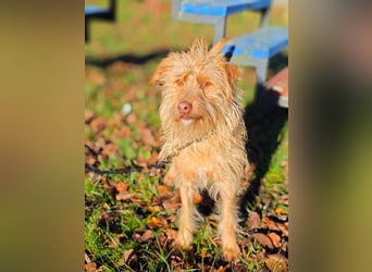 Der tolle Keks hat ggf. adelige Wurzeln........