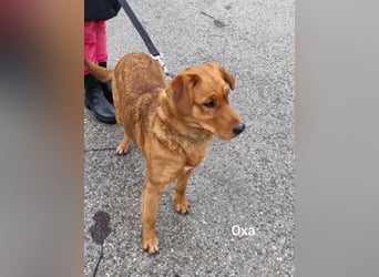 Oxa, die hübsche Rote mit tollem Charakter