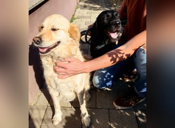 Capko – schwarz, hübsch und einfach nur toll………….