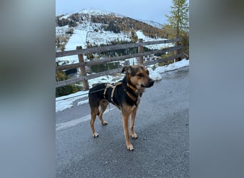 Ike, liebenswerter Junghund wartet auf seine Familie