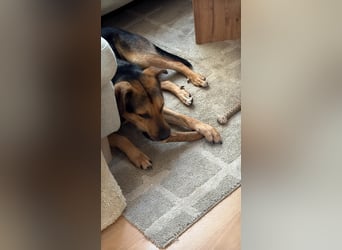 Ike, liebenswerter Junghund wartet auf seine Familie