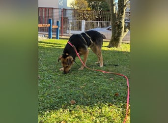 Ike, liebenswerter Junghund wartet auf seine Familie