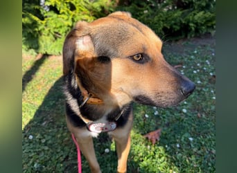 Ike, liebenswerter Junghund wartet auf seine Familie