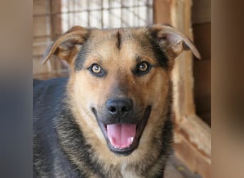 Ike, liebenswerter Junghund wartet auf seine Familie