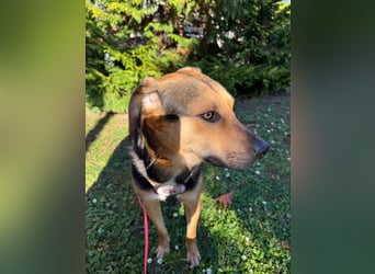 Ike, liebenswerter Junghund wartet auf seine Familie